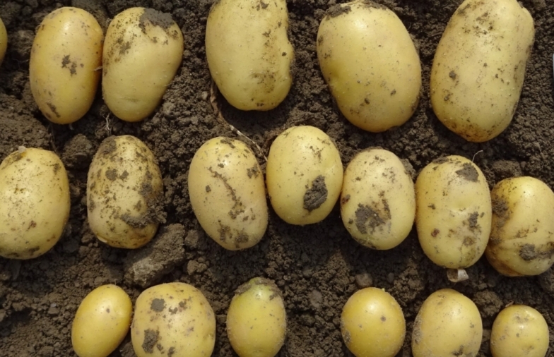 Kartoffeln Versuchsbericht 2025