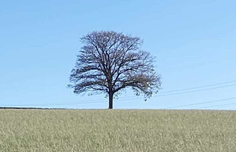 Eichenprozessionsspinner in der Nähe von Futterflächen