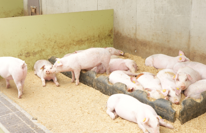 Schweine wühlen und entdecken