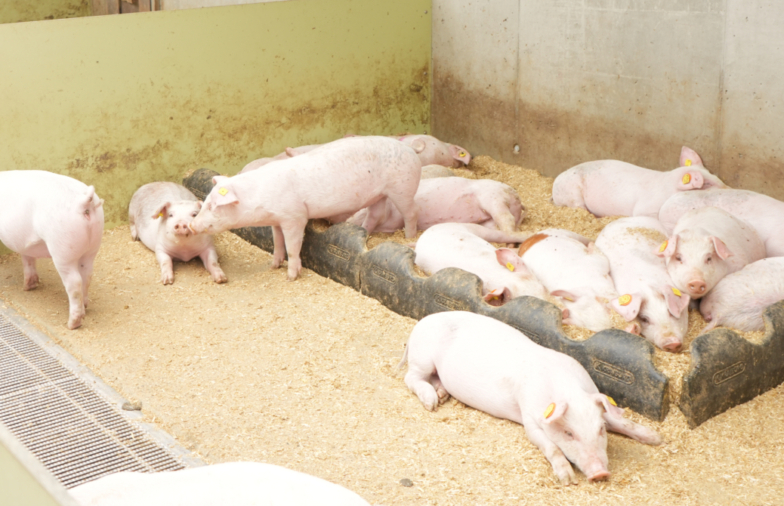 Schweine wühlen und entdecken